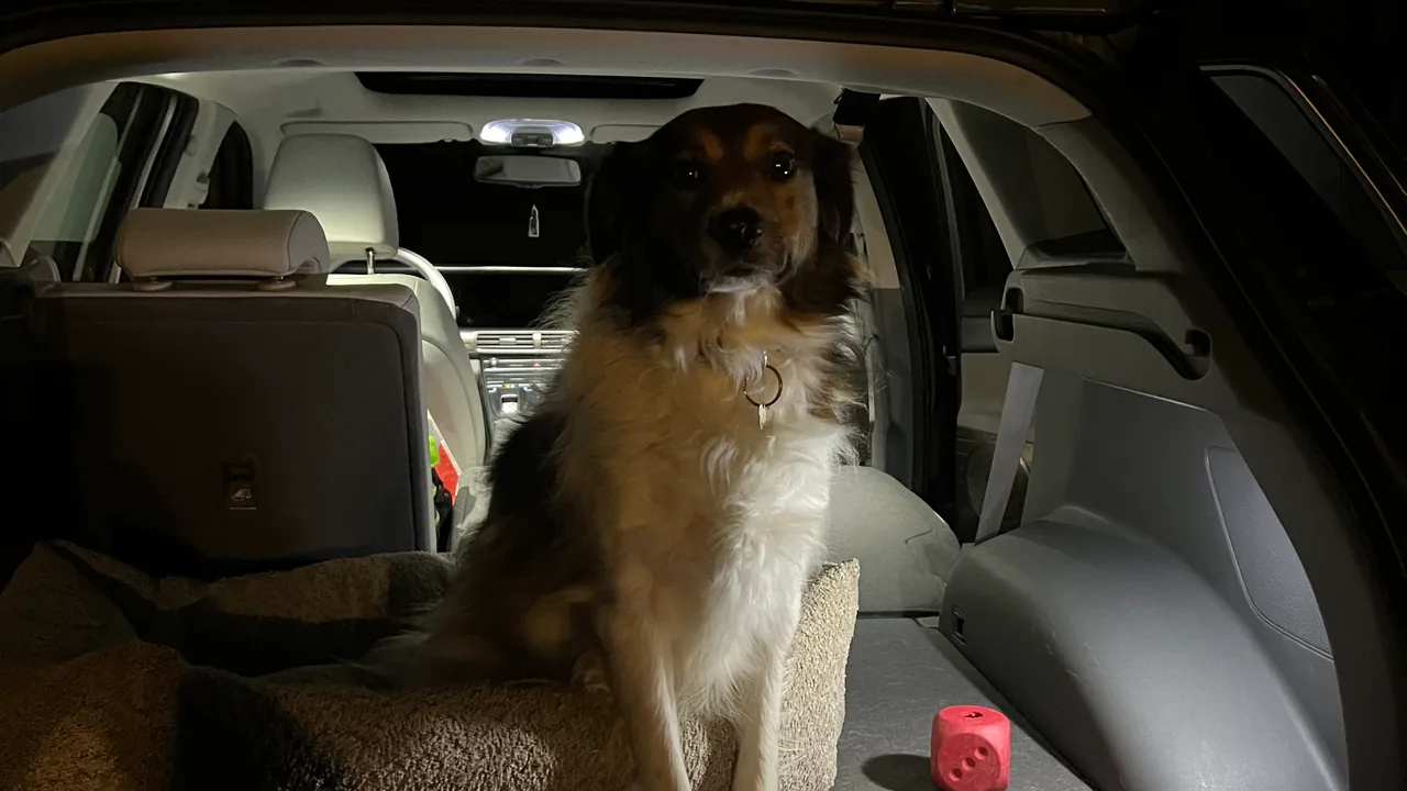 Hondje naar bed